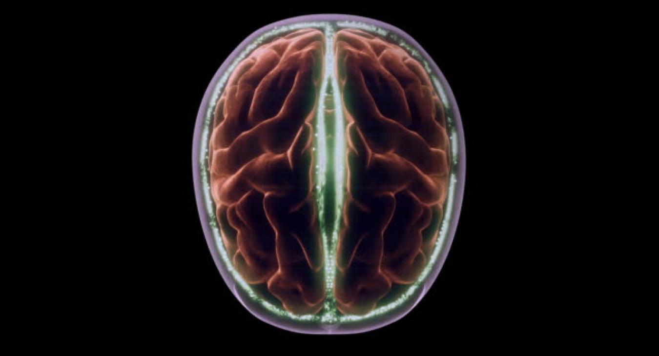 Područje mozga potrebno za identifikaciju fluidne inteligencije